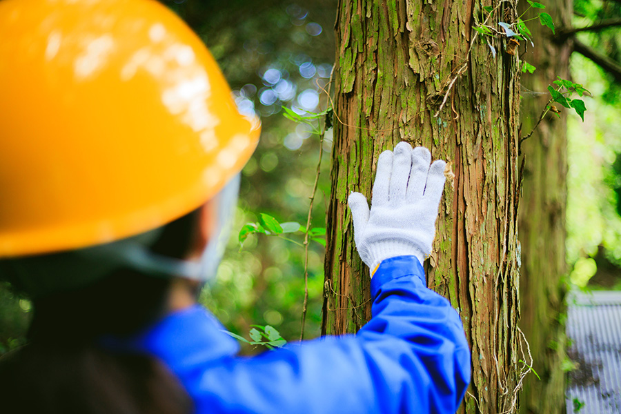 ISA-Certified Arborist inspecting trees for present illness or disease to determine the best approach to restore their health - Alton, IL