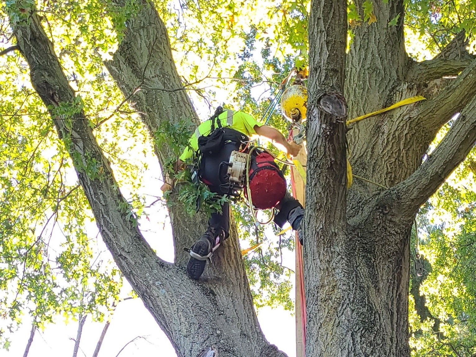 MadCow Tree Service professional assessing tree before trimming - Alton, IL