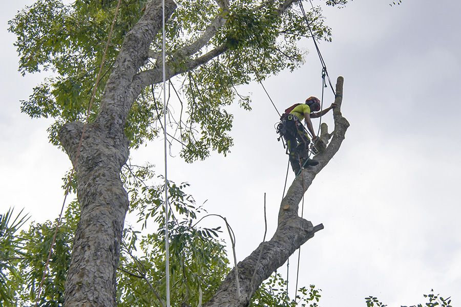 Tree removal trimming pruning maintenance service - Alton, IL