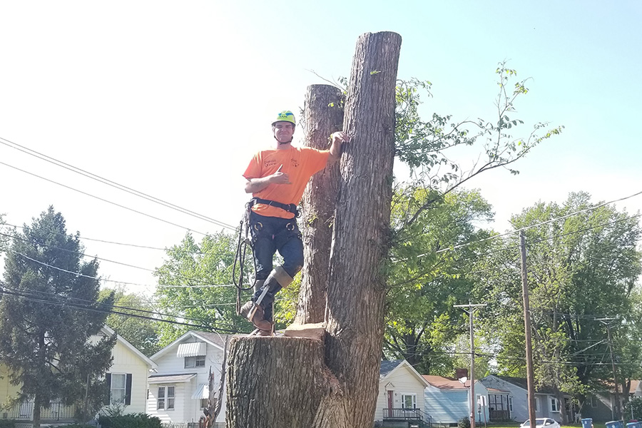 MadCow Tree Service worker posing with tree remains before final removal - Alton, IL
