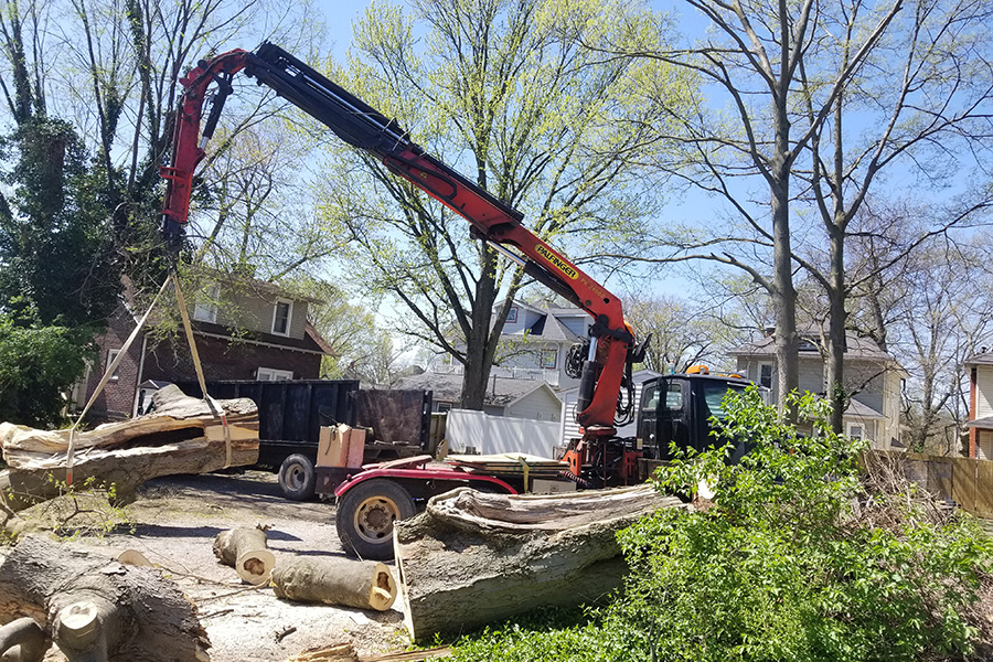 Tree removal in progress with use of crane - Alton, IL