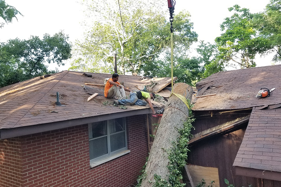 MadCow Tree Service removing fallen tree that damaged home - Alton, IL