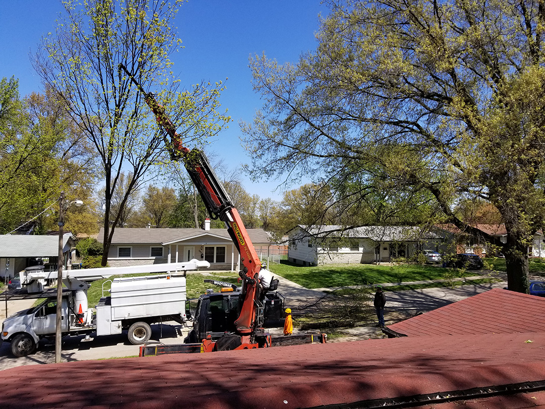MadCow Tree Service, Tree removal in progress with use of crane - Alton, IL