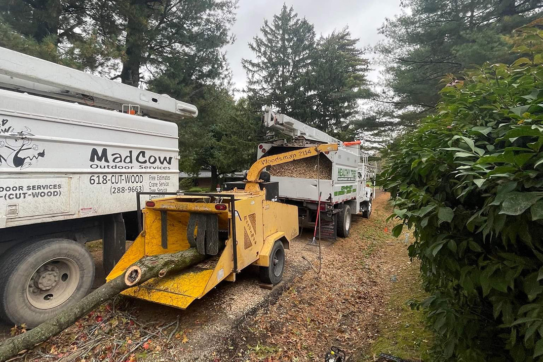 MadCow Tree Service, debris cleanup, tree into the wood chipper - Alton, IL