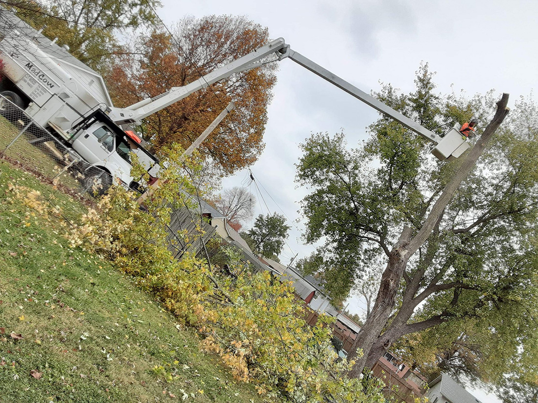 MadCow tree service. tree trimming and removal, emergency tree services in progress - Alton, IL