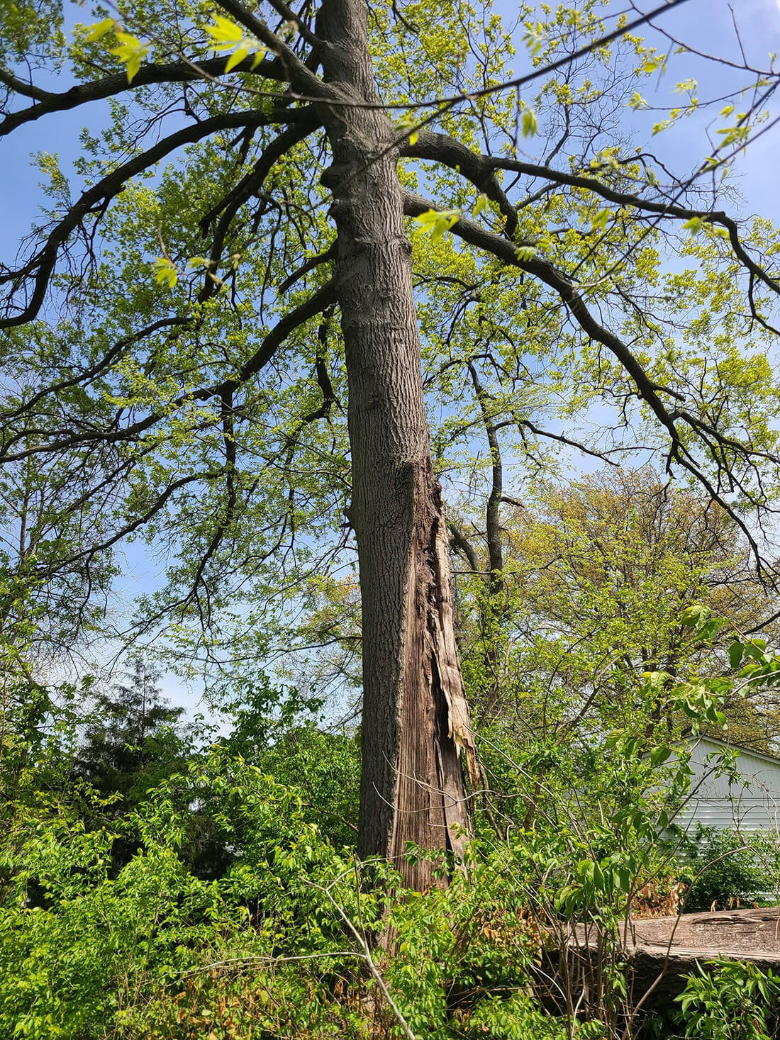 damaged tree, split and splintering, hazardous tree removal - Alton, IL