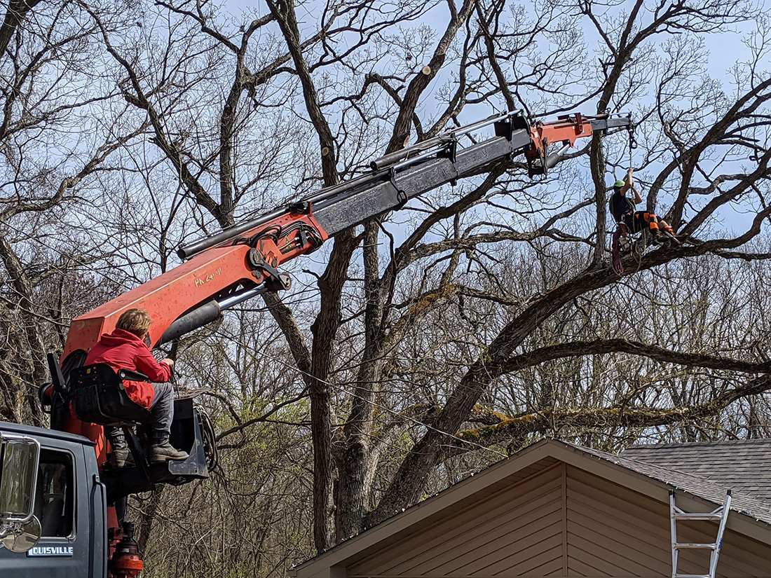MadCow Tree Service, Tree trimming in progress with use of crane - Alton, IL