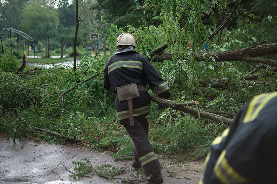 When Do You Need Emergency Tree Cleanup Services?