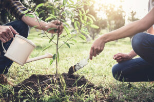 A man and woman plant a tree with fertilizer and use a watering can to water it so it can grow and thrive in their yard in Alton, IL.