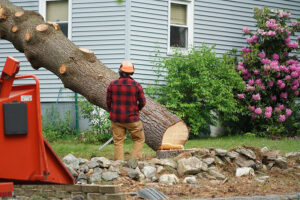 A trained arborist skillfully provides a tree removal service for this residence in Alton, IL.