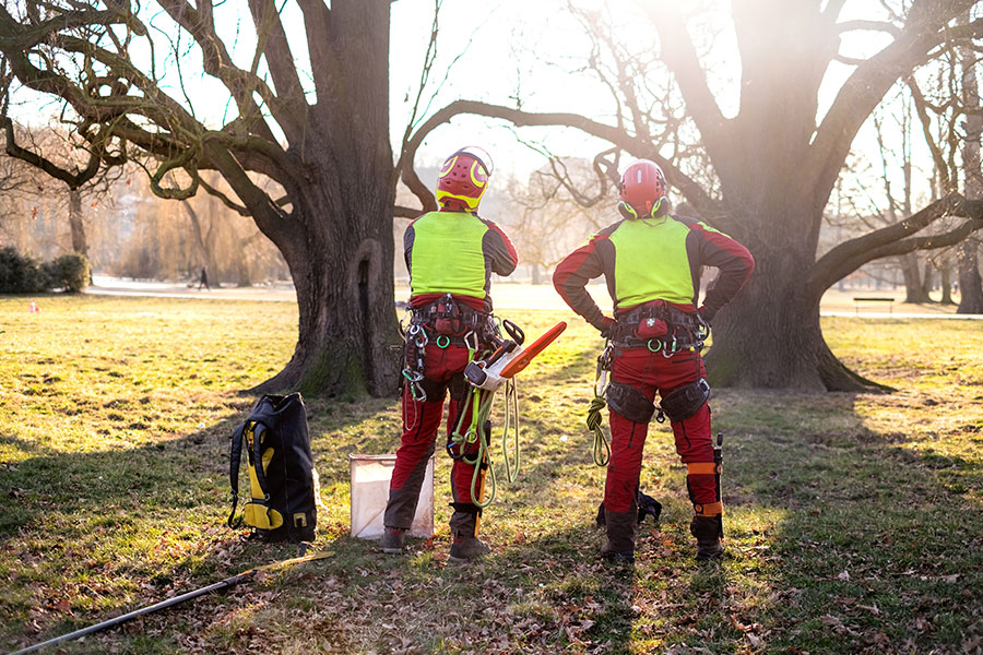 From a tree service company, two male arborists in jumpsuits and safety vests standing between two trees, assessing the level of care they need on this property in Alton, IL.