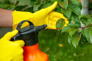A person in Southern IL Spraying leaves that have been eaten and are discolored from a pest infestation with insecticide.