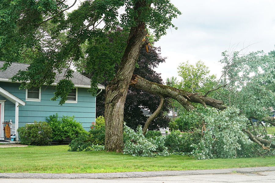 Part of a tree that has fallen on the property of an Alton, IL residence after a storm.