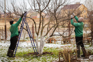 A man and a woman wearing green sweaters, hats, and gloves are trimming their tree during the winter in Alton, IL.