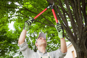 A professional arborist is carefully pruning a tree in Southern IL.