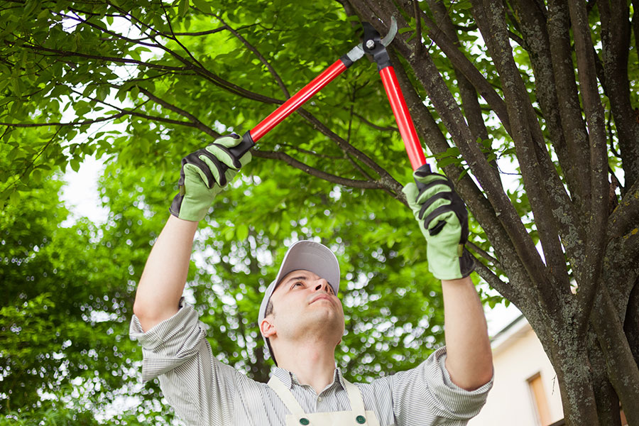 When Are Trimming & Pruning Services Necessary?