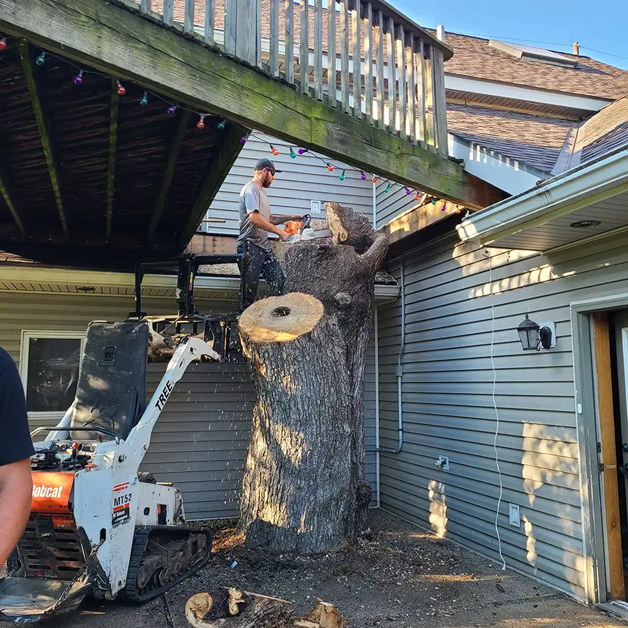 MadCow Tree Service - tree removal services - Alton, IL