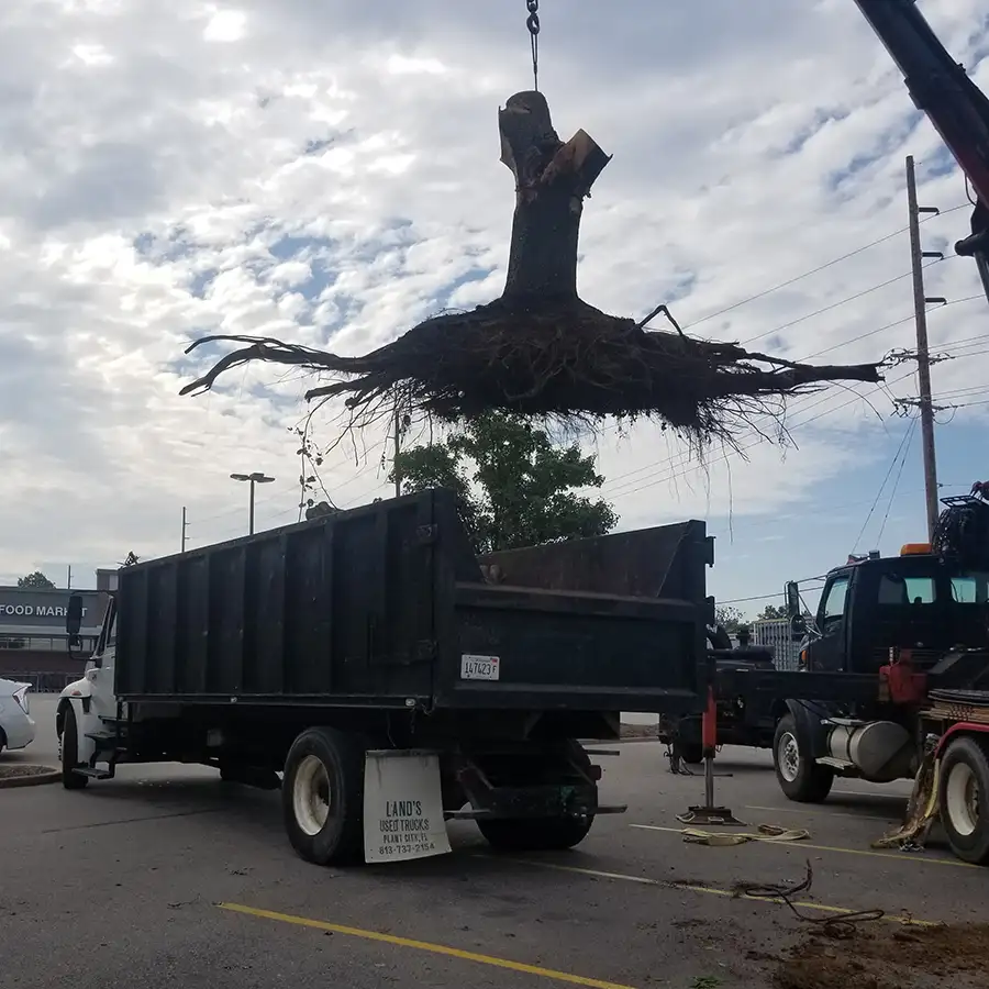 MadCow Tree Service - tree removal services - Alton, IL