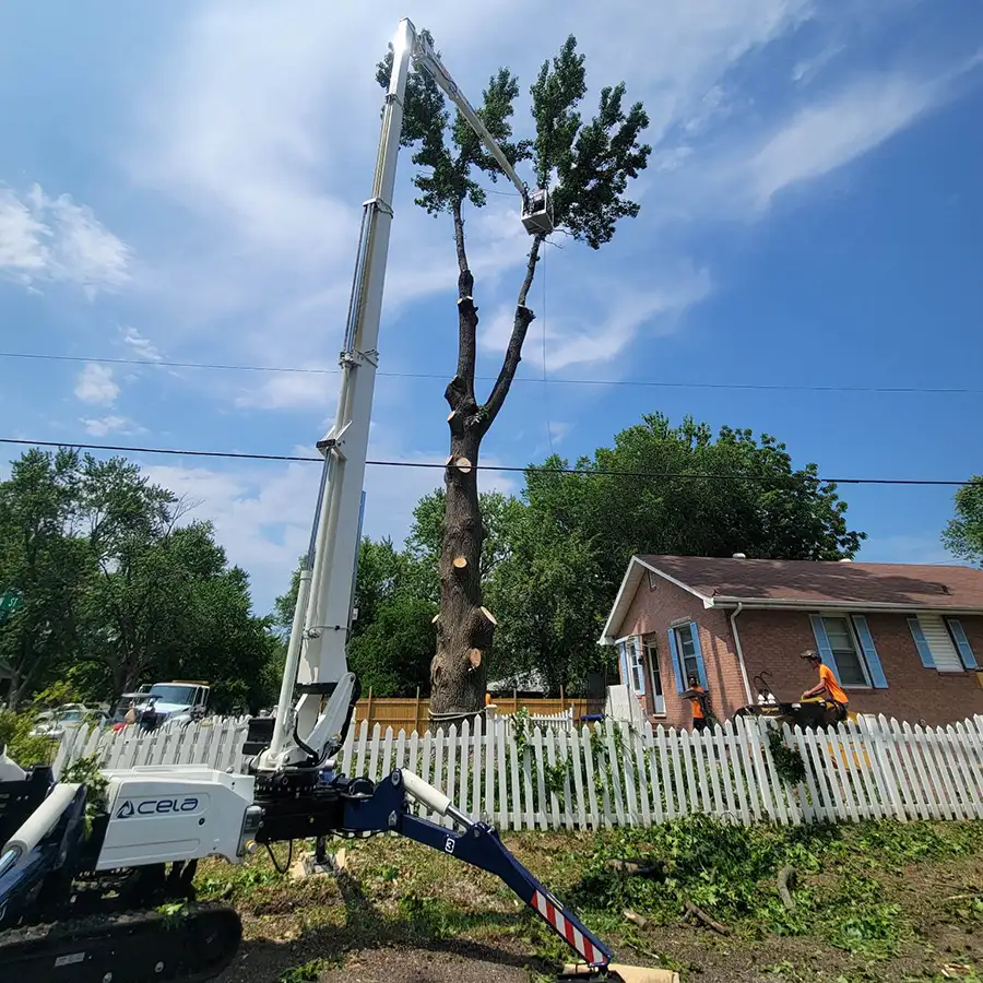 MadCow Tree Service - tree trimming maintenance - Alton, IL