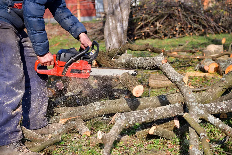 How Proper Pruning Enhances Tree Health