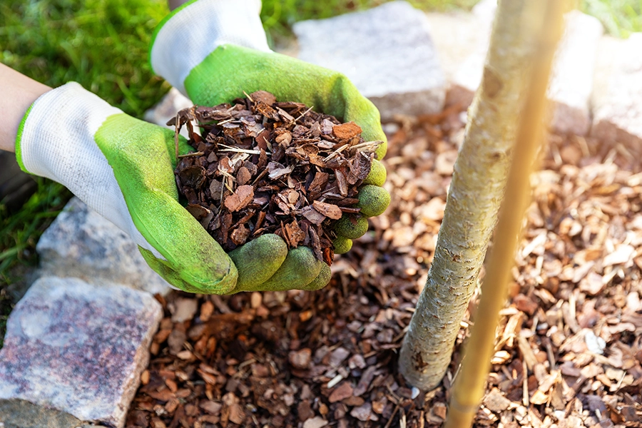 The Role of Mulching in Tree Health
