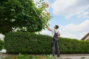 Back view of a professional arborist using a trimmer to prune a tree in Alton, IL.