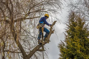 Arborist up on a tree in Alton, IL trimming it to enhance sunlight exposure.