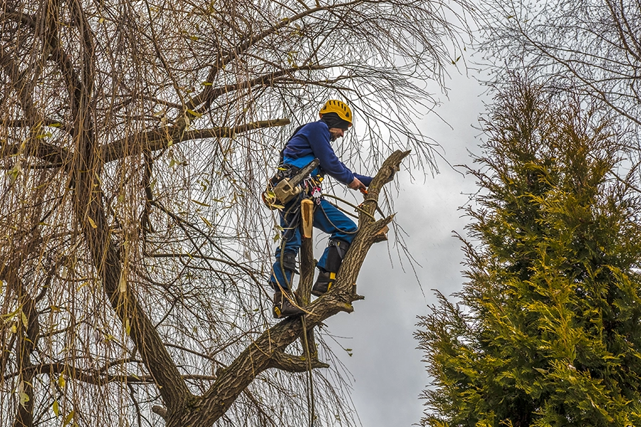 How Tree Trimming Can Enhance Sunlight Exposure