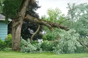 Madcow Tree Service – A tree that has fallen in front of a home in Fairview Heights, IL, after a storm.