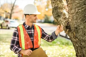 A professional from Madcow Tree Service inspects the health of a tree in Alton, IL, while holding a clipboard.