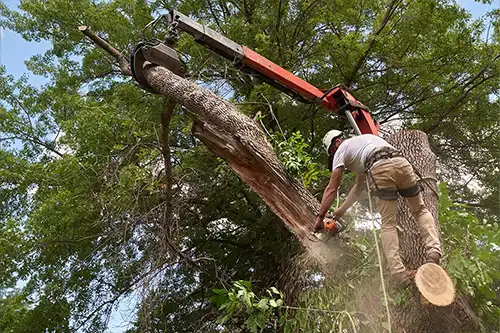 Proper Steps to Protect Your Trees During Storm Season