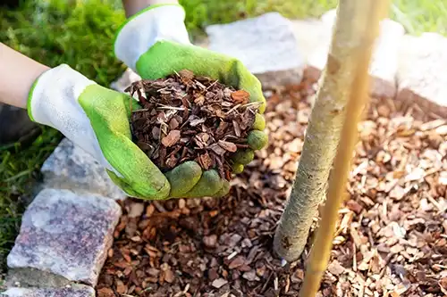 Madcow Tree Service—An arborist cups her hands holding quality mulch to help a tree grow and thrive in its yard in Alton, IL.