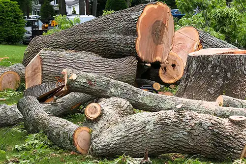 MadCow Tree Service—Cut and discarded tree limbs and branches, signifying seasonal tree cleanup outside of a home in Jerseyville, IL.