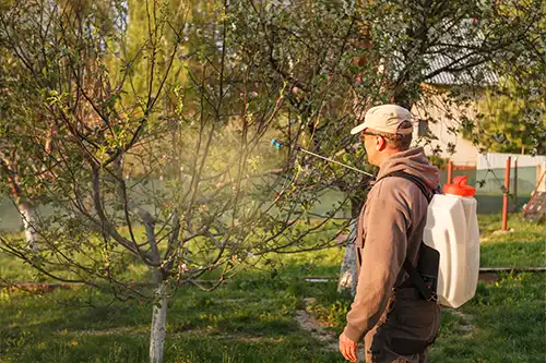 Why Tree Pest Control Requires Expert Knowledge