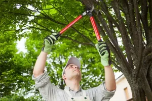 Madcow Tree Service – Arborist using clippers to trim tree branches in Edwardsville, IL.