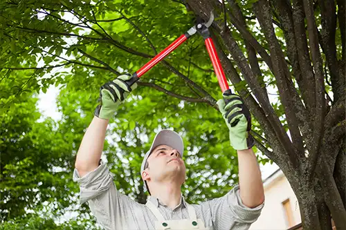 Tree Care Tips for All Seasons