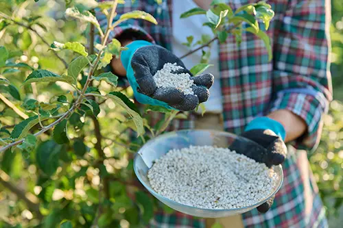 How Fertilizing Trees Supports Their Long-Term Health