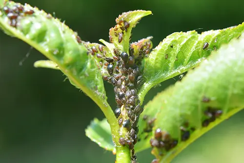 Common Tree Pests in Your Area and How to Manage Them