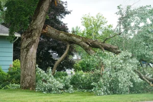 Madcow Tree Service – A tree that has fallen in front of a home in Fairview Heights, IL, after a storm.