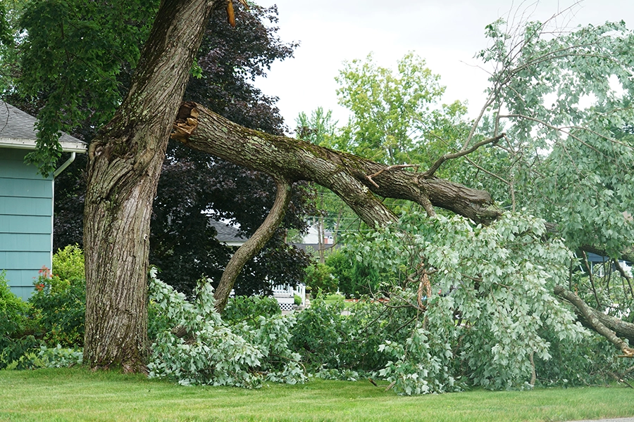 Madcow Tree Service – A tree that has fallen in front of a home in Fairview Heights, IL, after a storm.