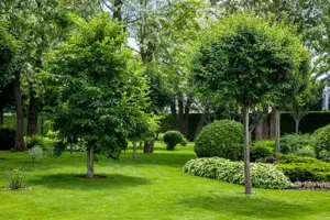 MadCow Tree Service —A variety of trees make up a beautiful landscape in the backyard of a home in Jerseyville, IL.