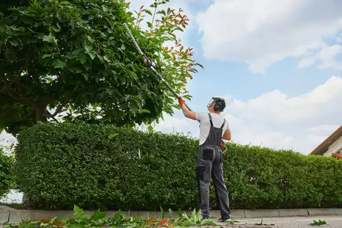Comparing Tree Pruning Techniques for Long-Term Growth