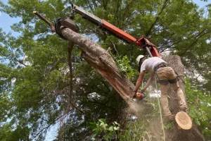 An arborist from Madcow Tree Service uses a chainsaw to trim a tree in the yard of a home in Granite City, IL.