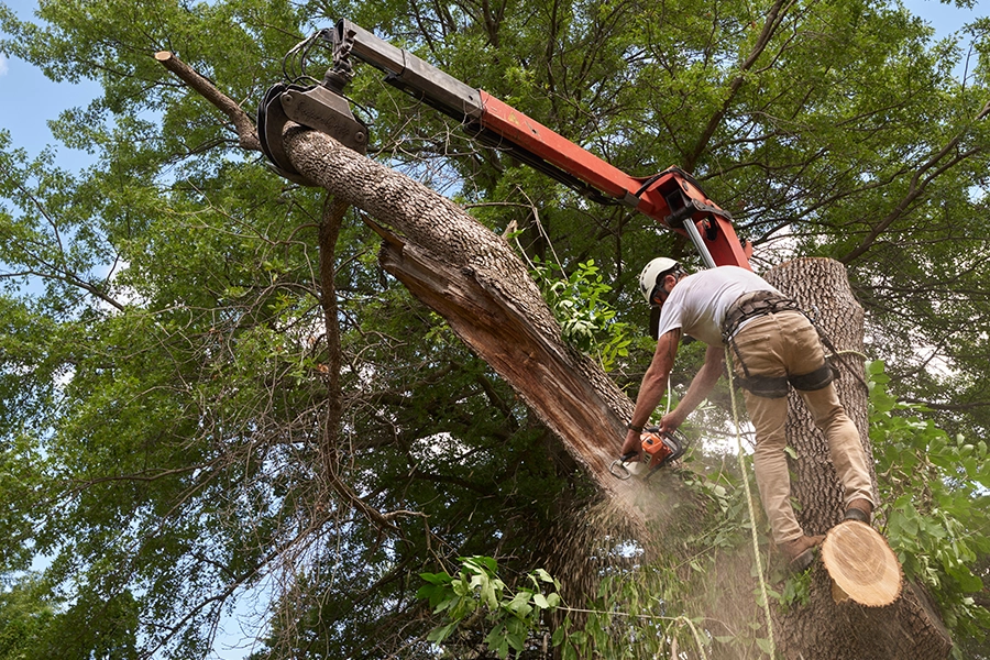 An arborist from Madcow Tree Service uses a chainsaw to trim a tree in the yard of a home in Granite City, IL.