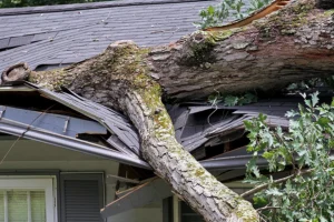 Madcow Tree Service – A tree that has fallen on a home in Edwardsville, IL and damaged the roof.