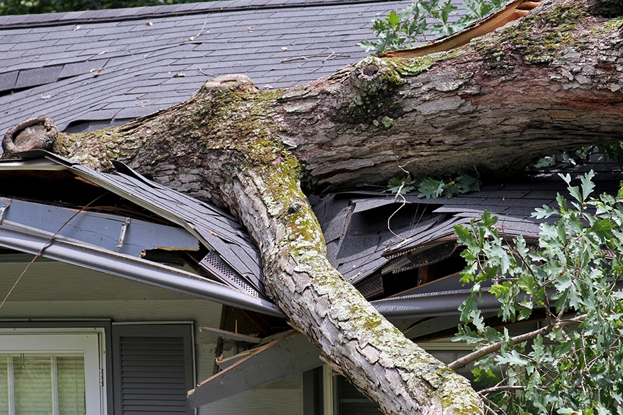 Madcow Tree Service – A tree that has fallen on a home in Edwardsville, IL and damaged the roof.