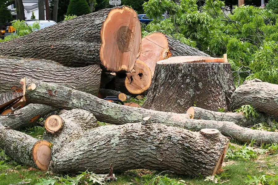 MadCow Tree Service—Cut and discarded tree limbs and branches, signifying seasonal tree cleanup outside of a home in Jerseyville, IL.