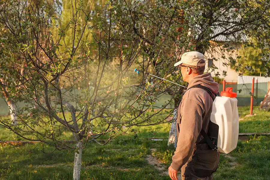 MadCow Tree Service—A man sprays chemicals on trees to ward off pest infestations in Fairview Heights, IL.