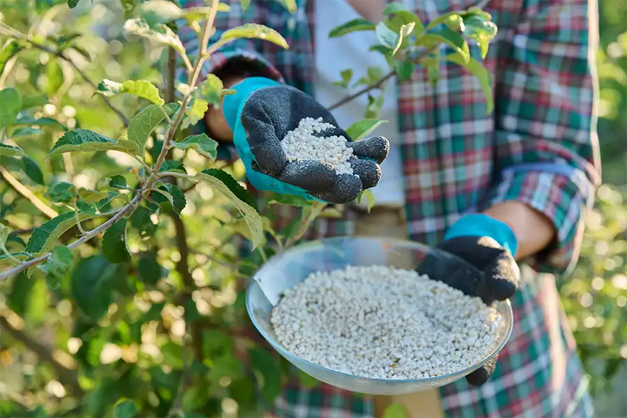 Madcow Tree Service - A Person holding a bowl of fertilizer and holding it in their hand next to a tree in Alton, IL.