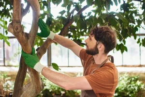 MadCow Tree Service—A male arborist inspects a tree in Florissant, MO, to ensure it is pest-free.